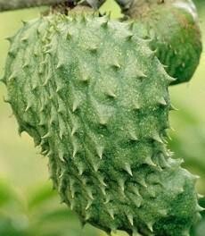 6 PCS    SOURSOP