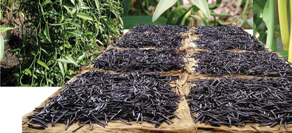 1Kg VANILLA