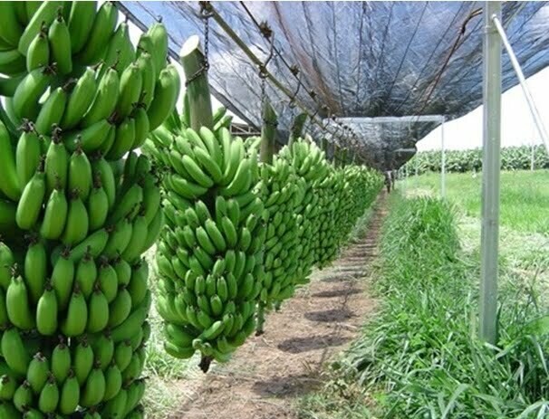 1Kg BANANA
