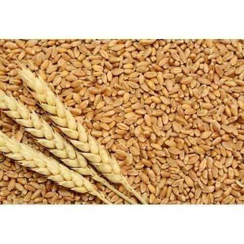 ઘઉં (Wheat) Best Quality, Clean (minimum packet 20 kg)