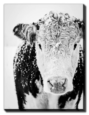 Black And White Snowy Cow Canvas