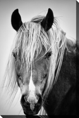 Black & White Horse Portrait 22" X 28"
