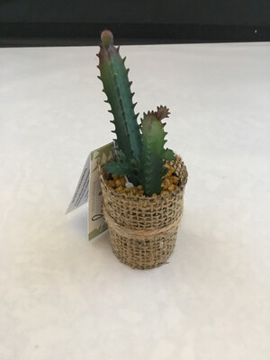 Mini Cactus Succulent