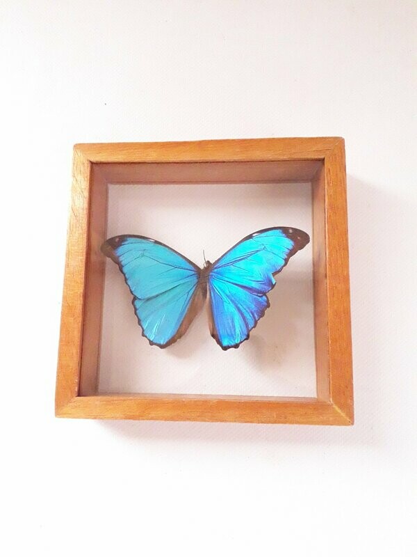cadre morpho  visibilité 2 face