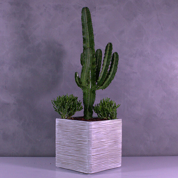 Euphorbia cactus in a Capi planter