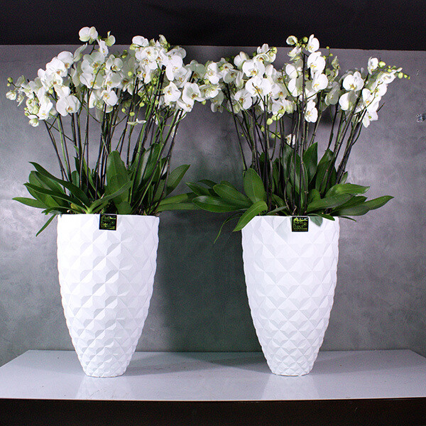 Duo Jumbo orchids with DELUX Vases Capi