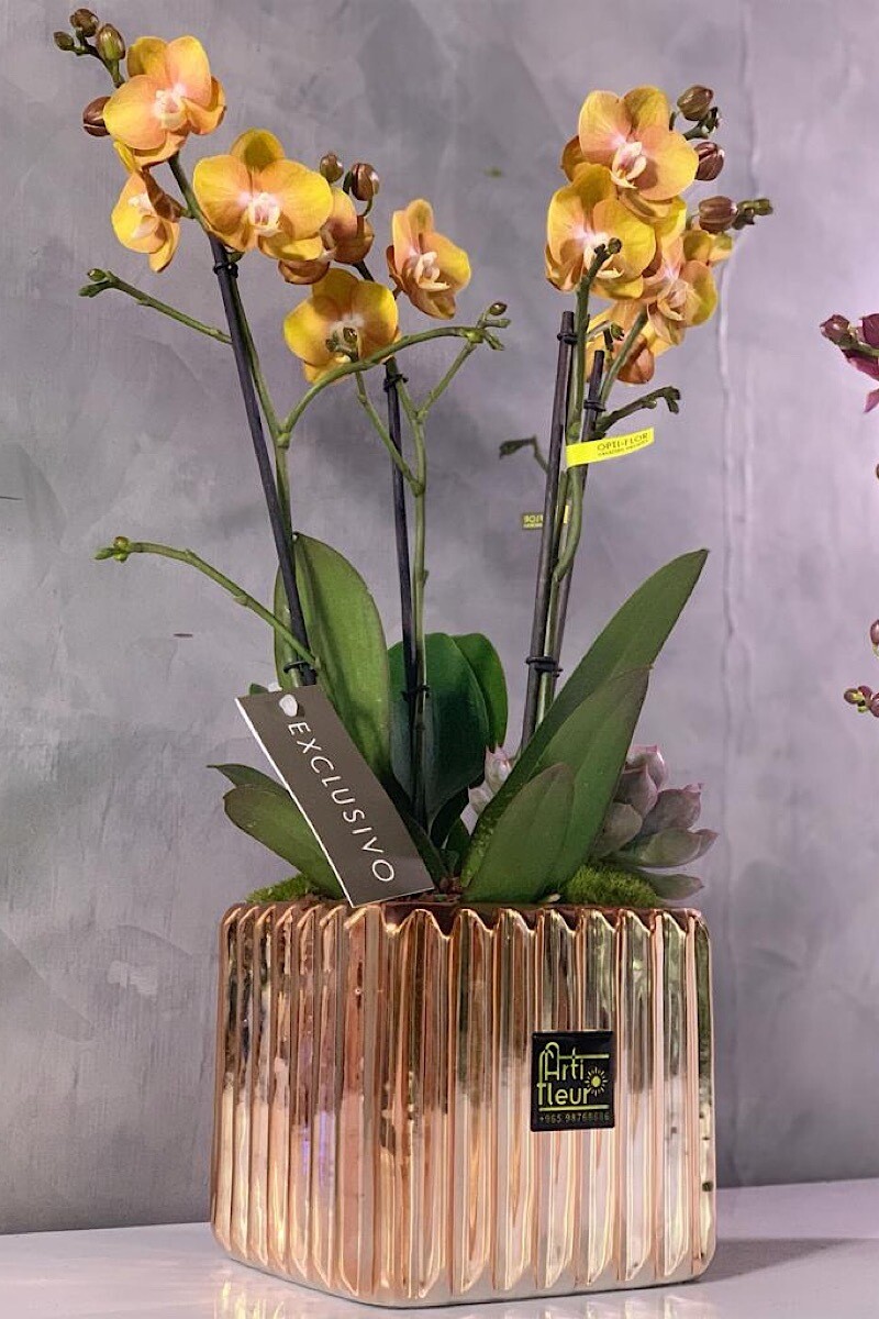 Goldish Exclusive Orchids