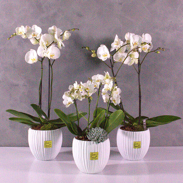 Trio de lux orchid set