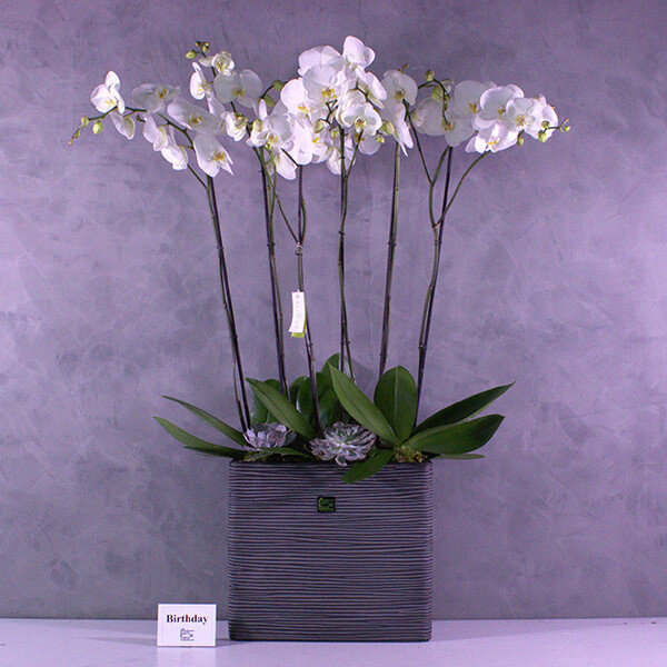 XXL orchids 110 cm each