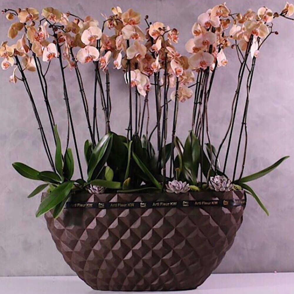 Brown Xxl Delux Planter With Peach Orchids