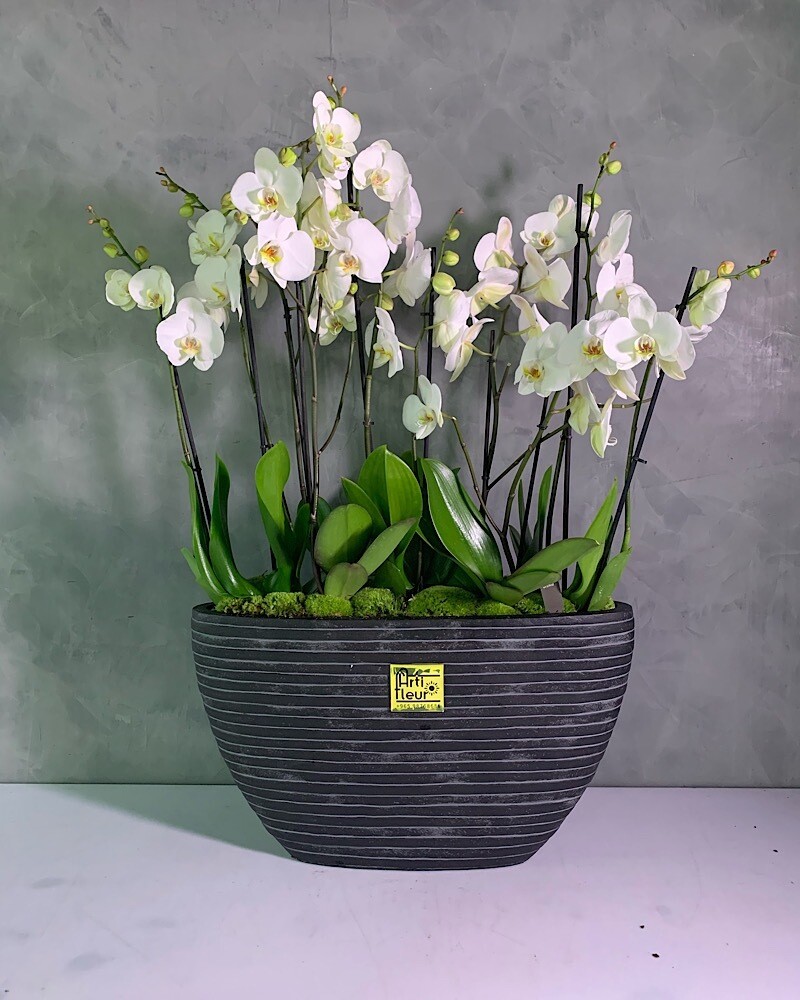 Oval Capi Vase White Orchids