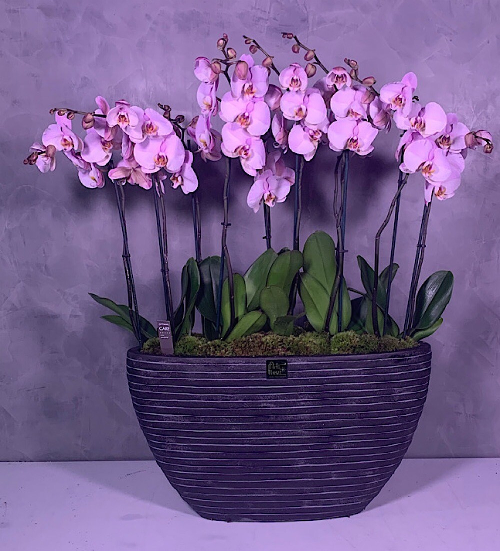 Black Oval Pink Orchid