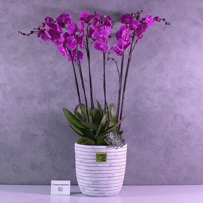 Purple XXL Super Jumbo Orchids