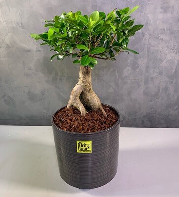 New Lucky Ficus bonsai