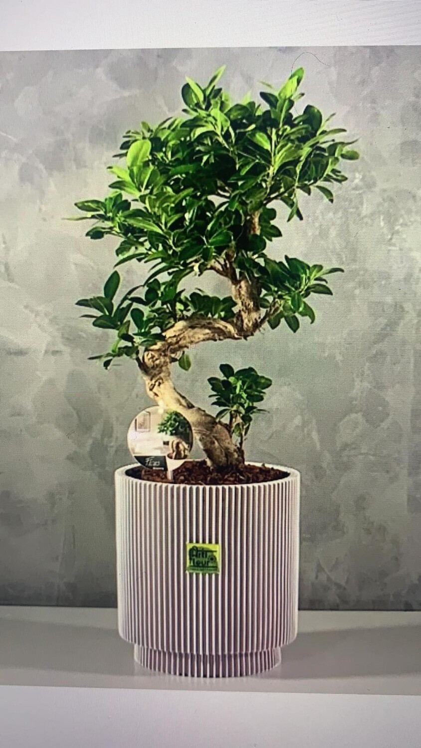 Bonsai Plant In New Collection Vases Capi