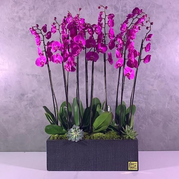 Purple XXL Orchids