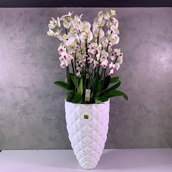 Luxury XXL Vase +XXL Orchids