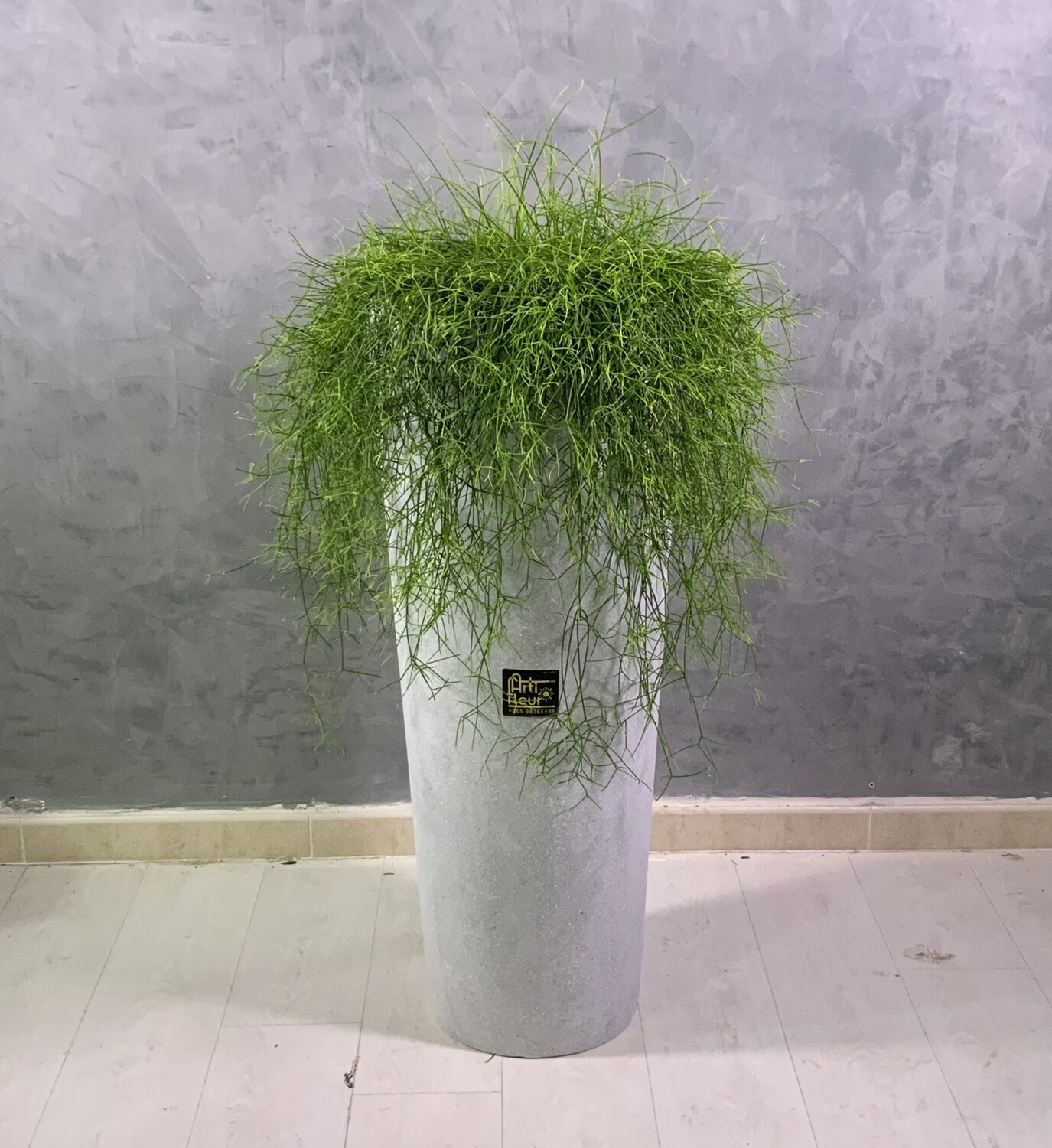 Design Vase With Rhipsalis