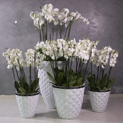 Exclusive 4 set of XXL orchids