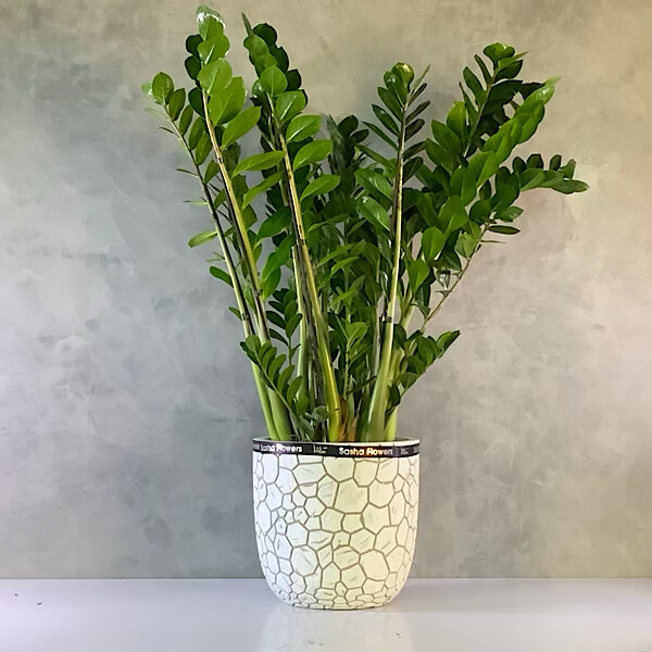 Zamioculcas With Capi Planter