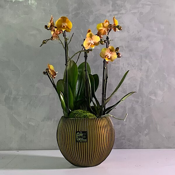 Golden Grove Orchids