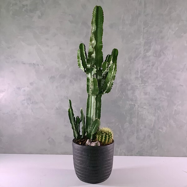 Euphorbia Cactus Black