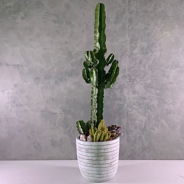 Euphorbia Cactus100cm