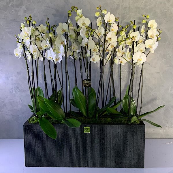 XL orchids in a Polystone black vase planter