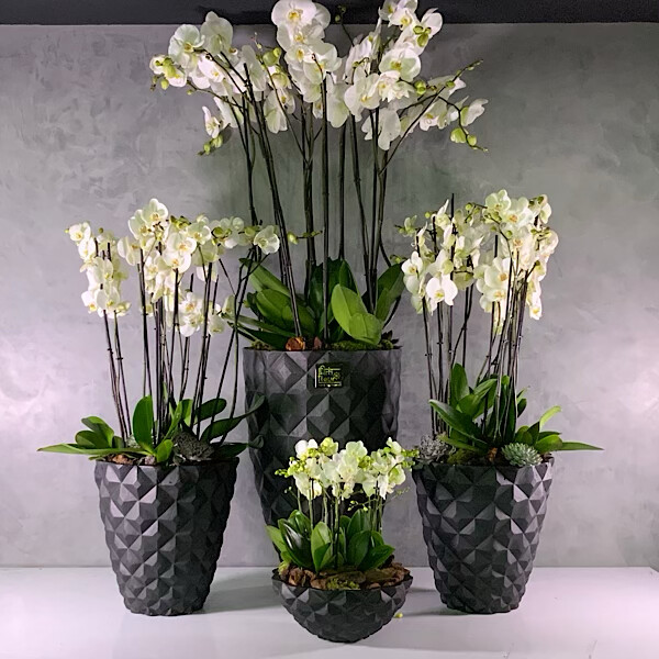 Dreamset Of Exclusive Orchids