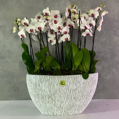 Raw Oval Planter With Red Lips Orchids