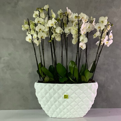 Heraldry Oval Vase 5 White Orchidplants