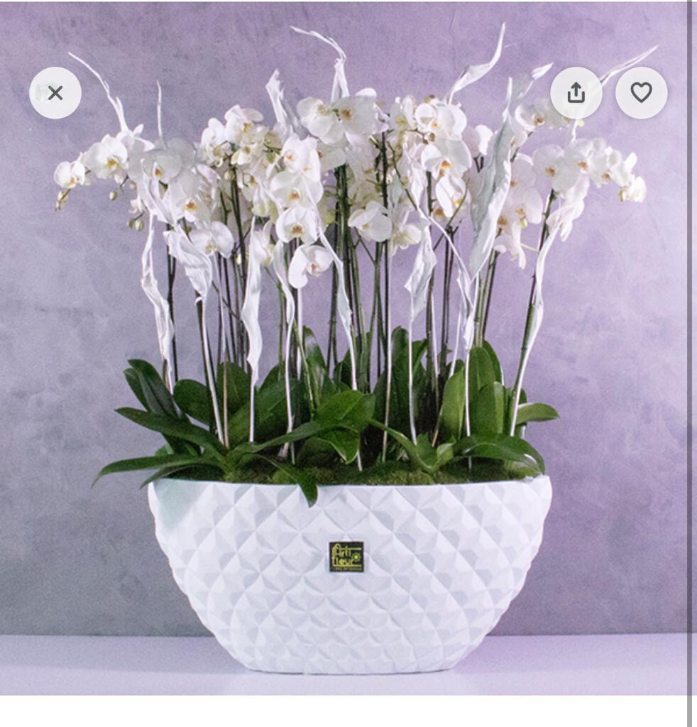 De Luxe Jumbo Orchid Set