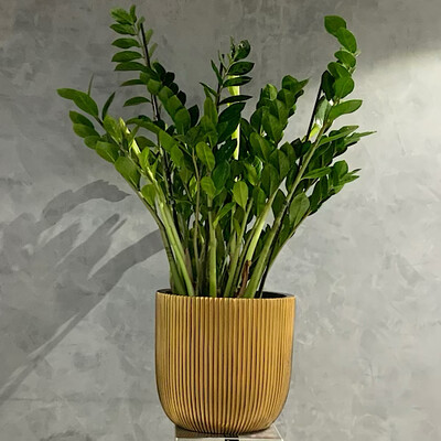 Goldish Grove Vase With Zamioculcas Xxl