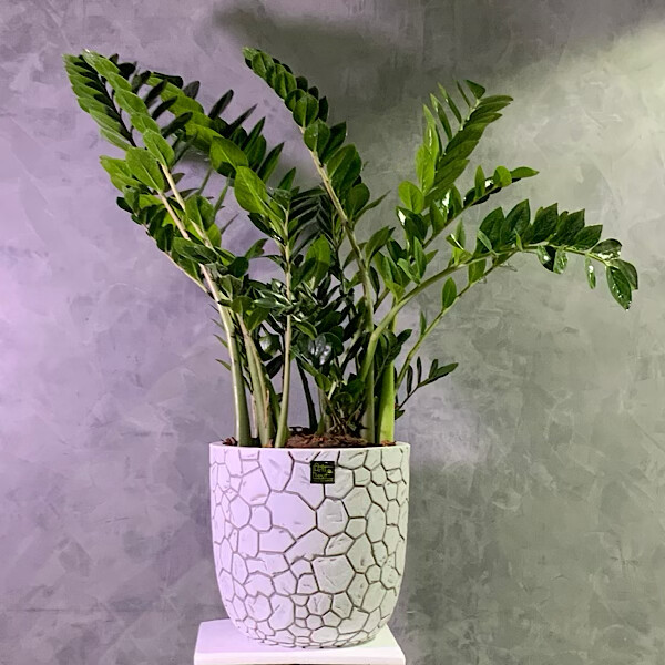 Zamioculcas New Vase Design