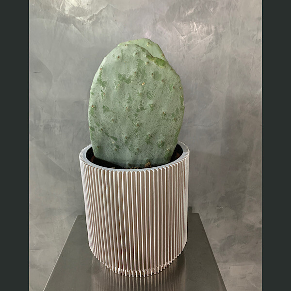 Cereusbcactus Duo