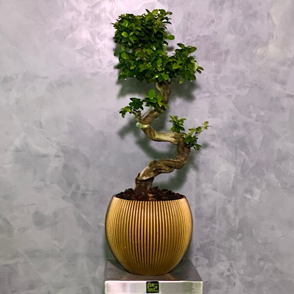 Goldish Bonsai Ficus 75