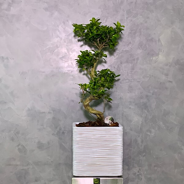 Ficus Ginseng Bonsai 75cm
