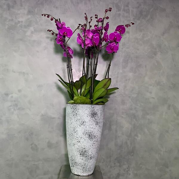 Vase Whith Purple Orchids