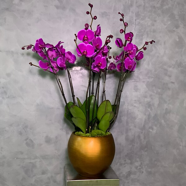 Goldish Orchidplanter With Purple orchids