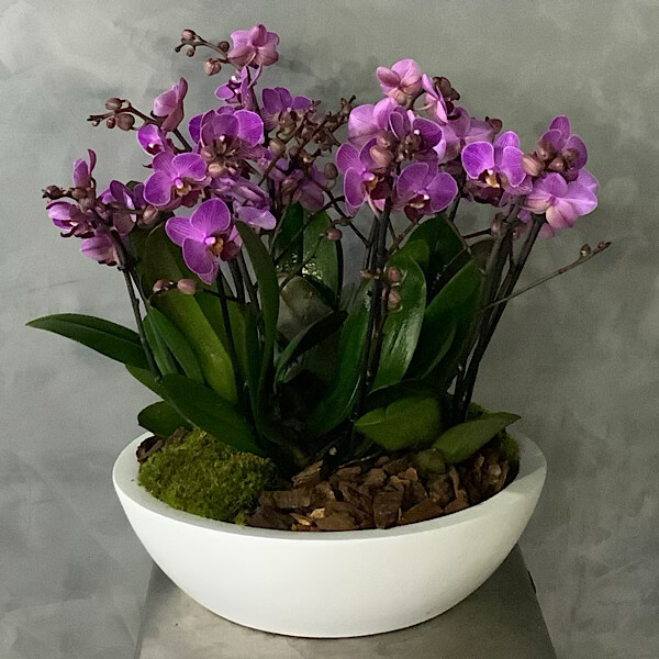 Purple Mini In White Fiber Vase