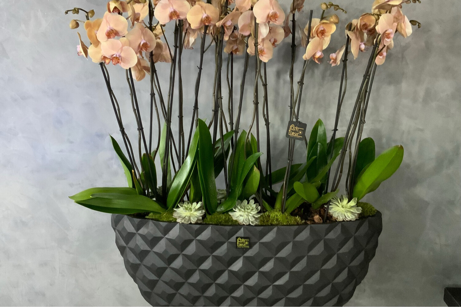 Peach Orchids In A XXL Vase