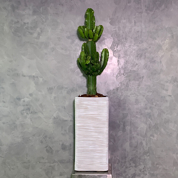 Cactus Eritrea In Capi Design Vase