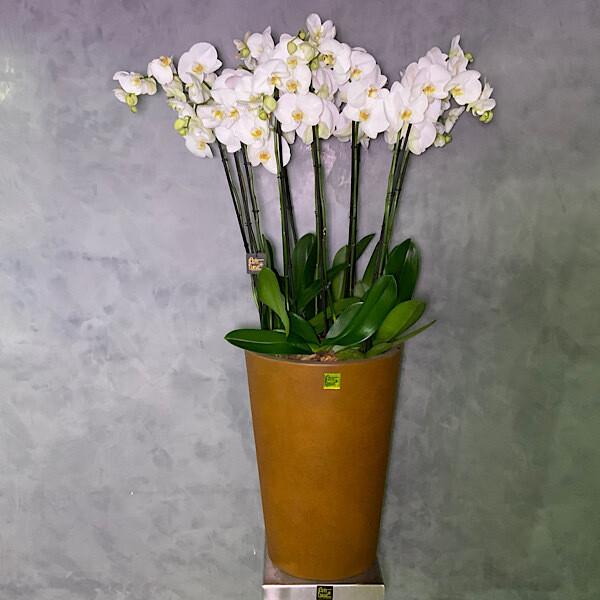 Rust vase with. 14 orchidsticks