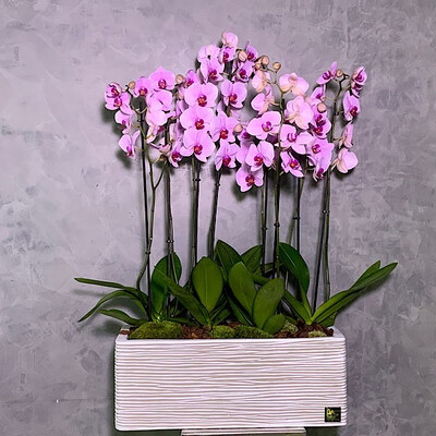 Pink Orchids In A Retangle Planter