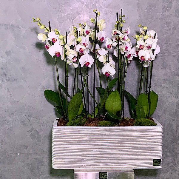 Red Lips Orchids In A Design Planter