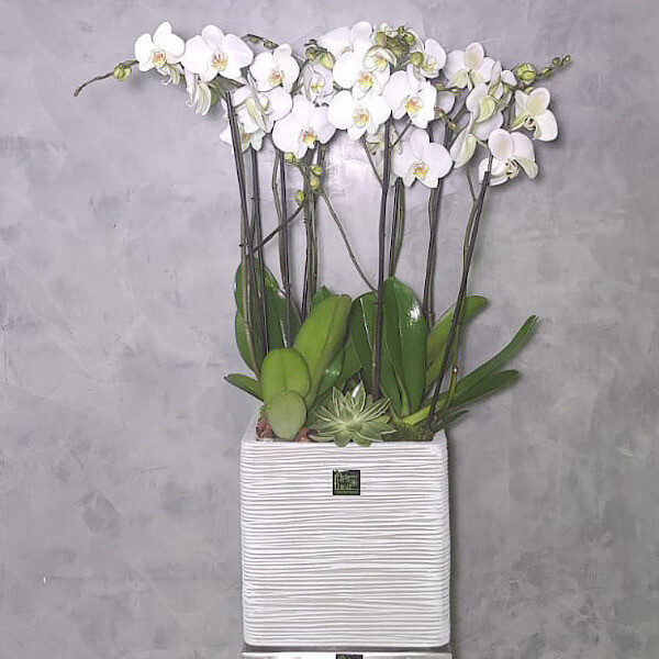 Capi Cubus Vase Orchids