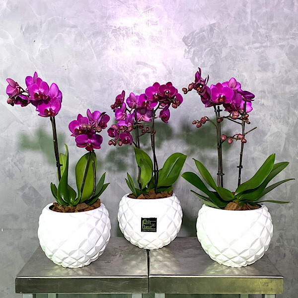 Deluxe orchids purple
