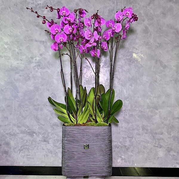 XXL Polystone orchid planter  purple 2