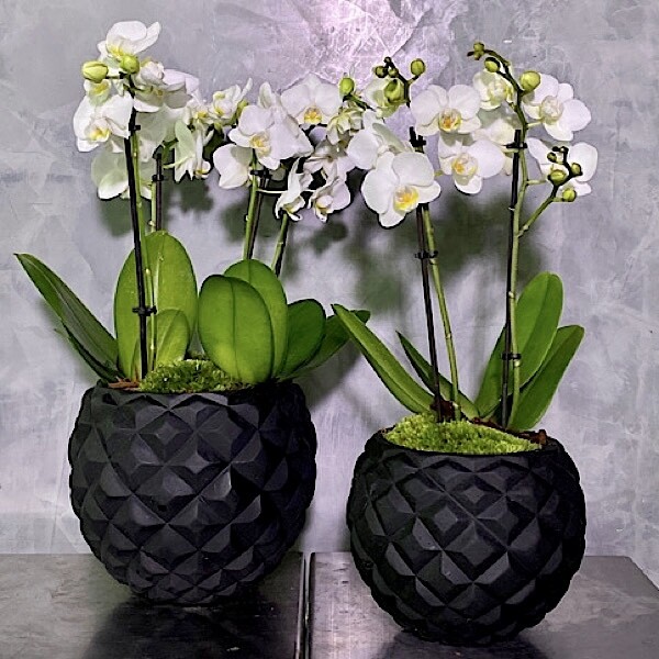 Deluxe orchids white