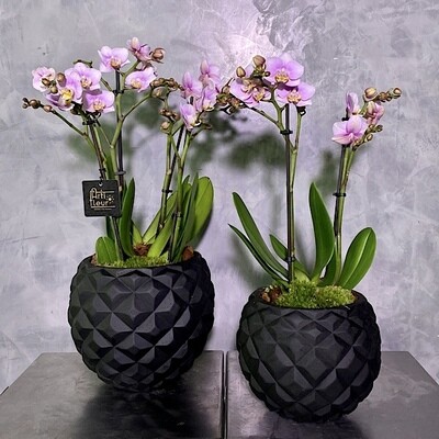 Deluxe orchids pink